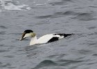 101Common Eider