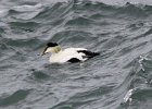 102Common Eider