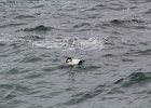 Common Eider (1)