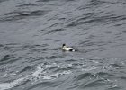 Common Eider (10)