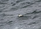 Common Eider (11)