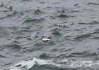 Common Eider (12)