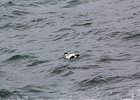 Common Eider (13)