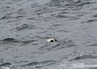 Common Eider (14)