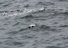 Common Eider (15)