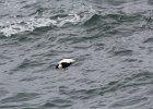 Common Eider (16)