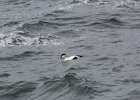Common Eider (18)