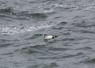 Common Eider (19)