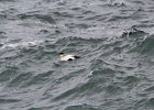 Common Eider (20)