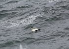 Common Eider (21)