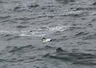 Common Eider (22)