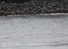 Common Eider (26)