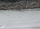 Common Eider (27)