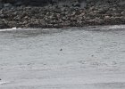 Common Eider (28)