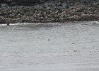 Common Eider (29)