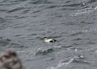Common Eider (3)