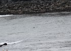 Common Eider (30)