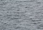 Common Eider (31)
