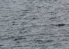 Common Eider (32)
