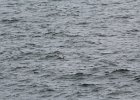 Common Eider (33)