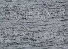 Common Eider (34)