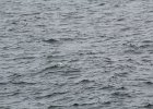 Common Eider (35)