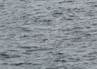 Common Eider (36)