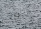 Common Eider (37)