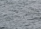 Common Eider (38)