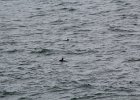 Common Eider (39)