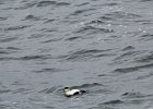 Common Eider (4)