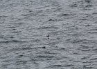Common Eider (40)