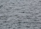 Common Eider (41)