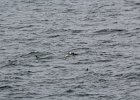 Common Eider (42)