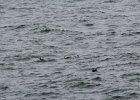 Common Eider (43)
