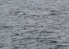 Common Eider (44)