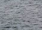 Common Eider (46)