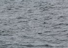 Common Eider (47)