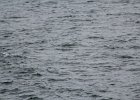 Common Eider (48)
