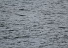 Common Eider (49)