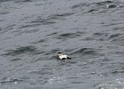 Common Eider (5)