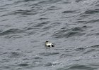 Common Eider (6)