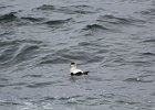 Common Eider (8)