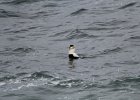 Common Eider (9)