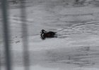 101Harlequin Duck
