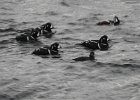 Harlequin Duck (126)