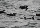 Harlequin Duck (127)