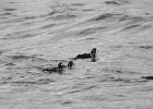 Harlequin Duck (128)