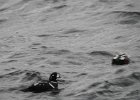 Harlequin Duck (131)