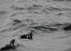 Harlequin Duck (132)